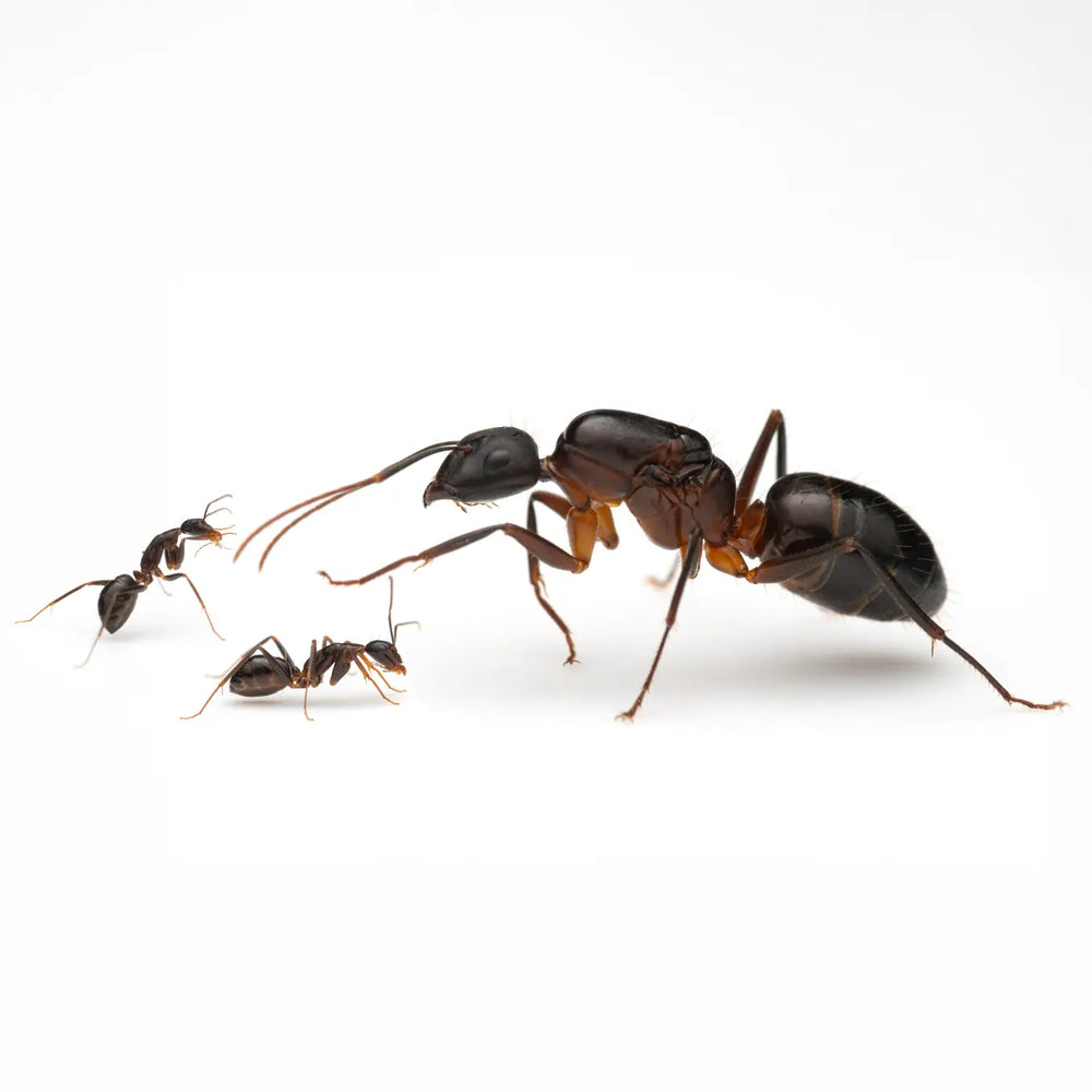 Camponotus barbaricus queen ant photographed on a white background
