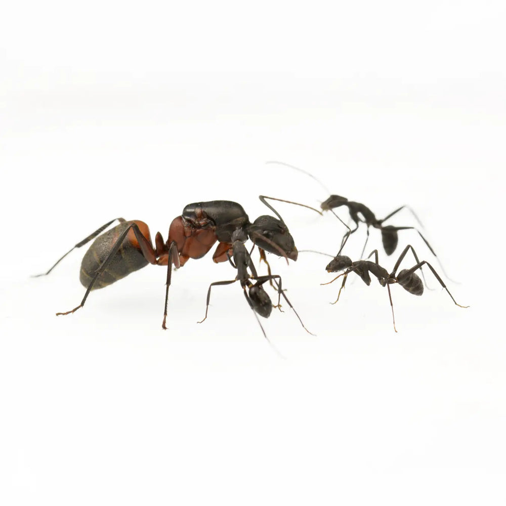 Camponotus cruentatus ants photographed on a white background