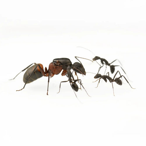 Camponotus cruentatus ants photographed on a white background