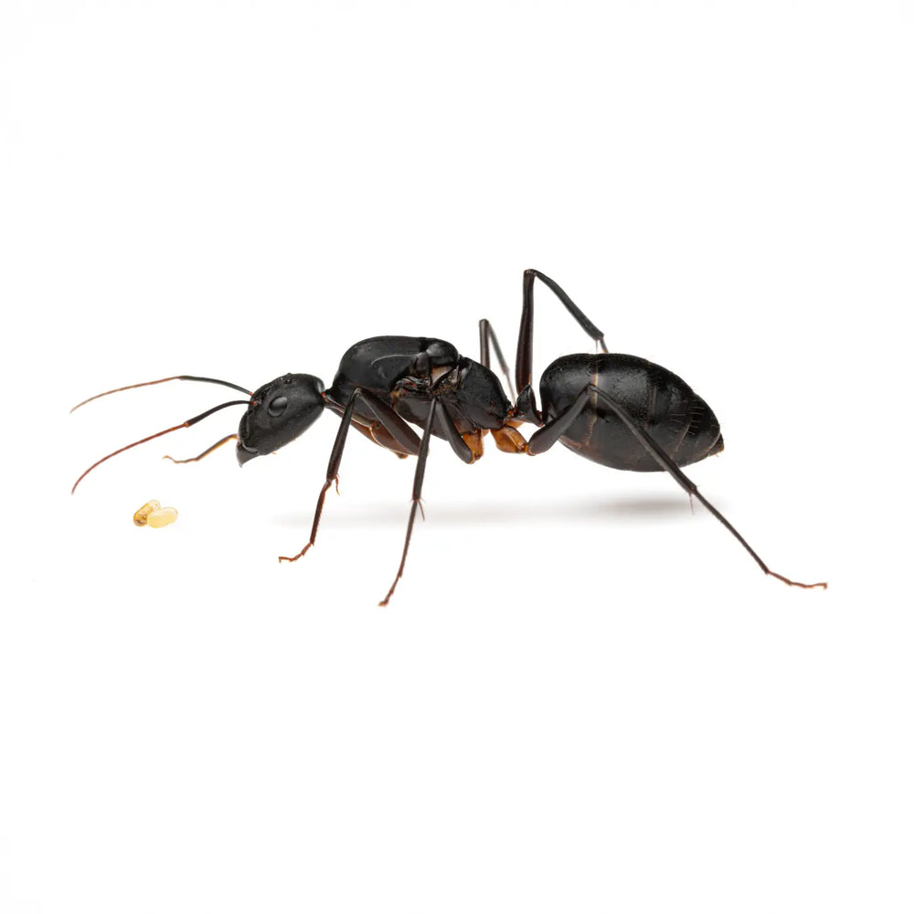Camponotus etiolipes queen ant photographed on a white background