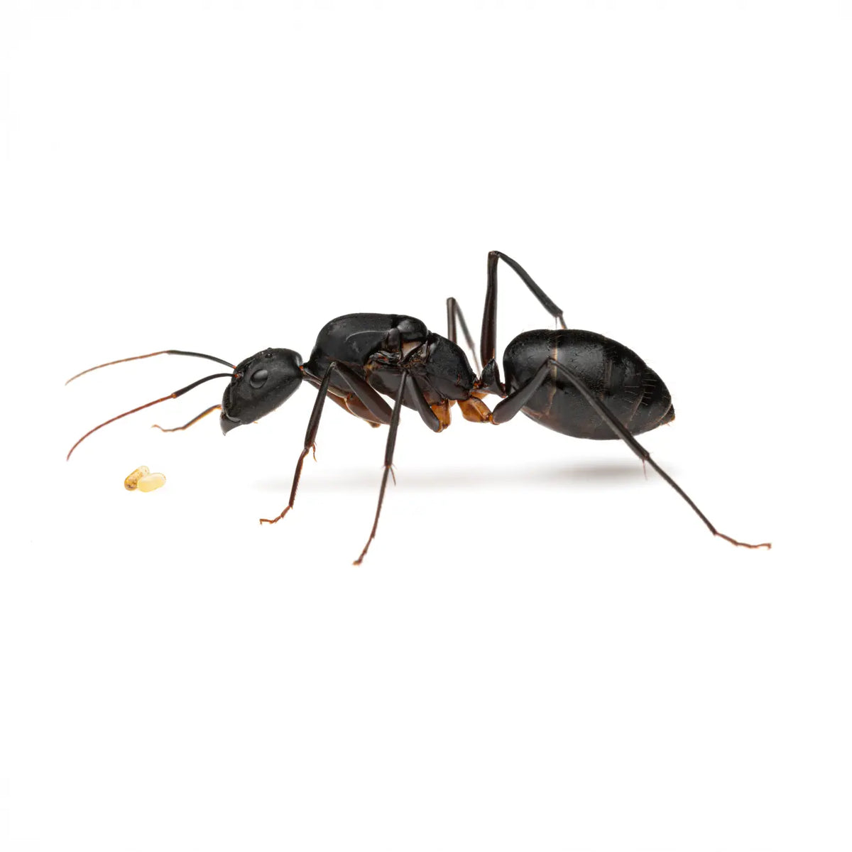 Camponotus etiolipes queen ant photographed on a white background
