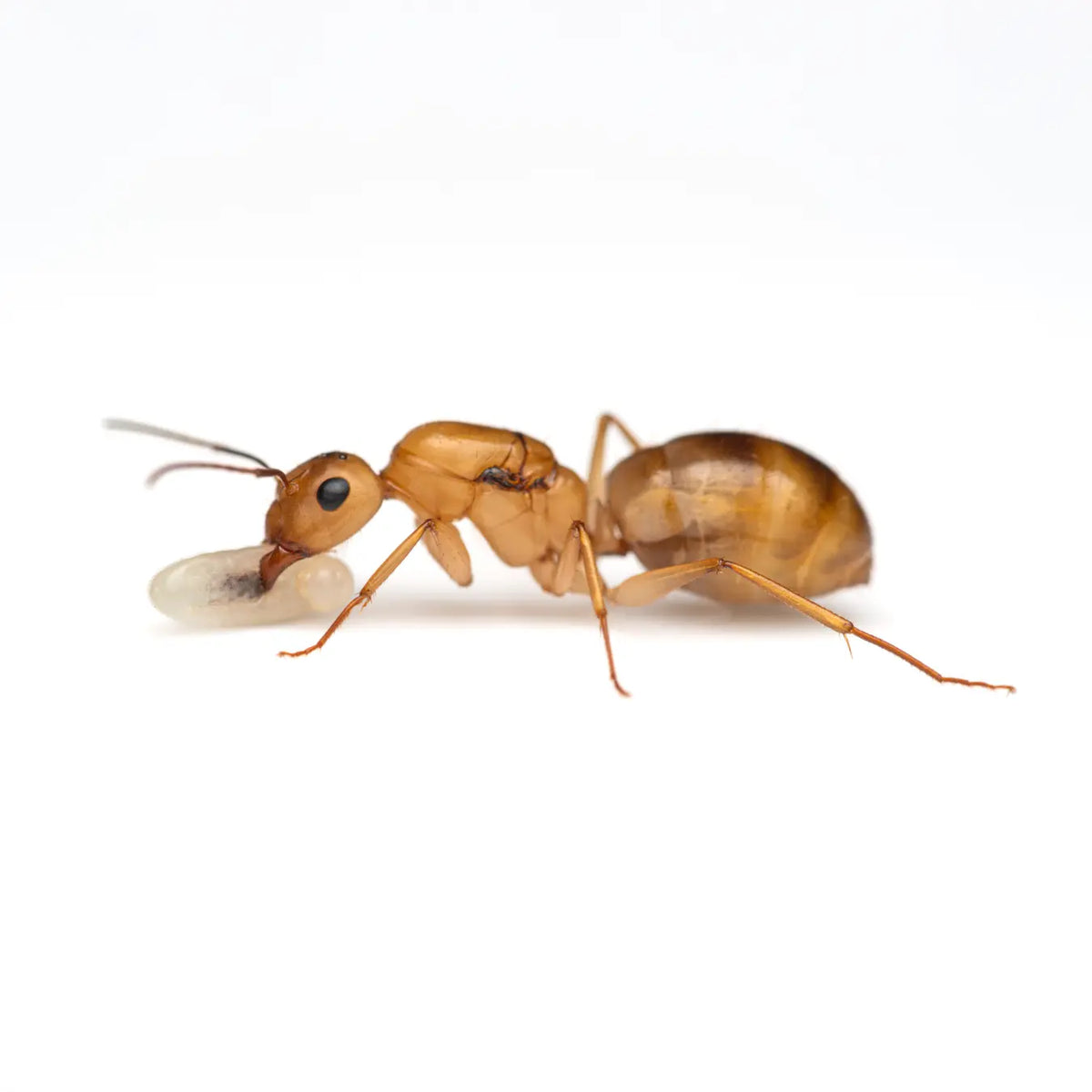 Camponotus fragilis ants and swollen workers in a colony