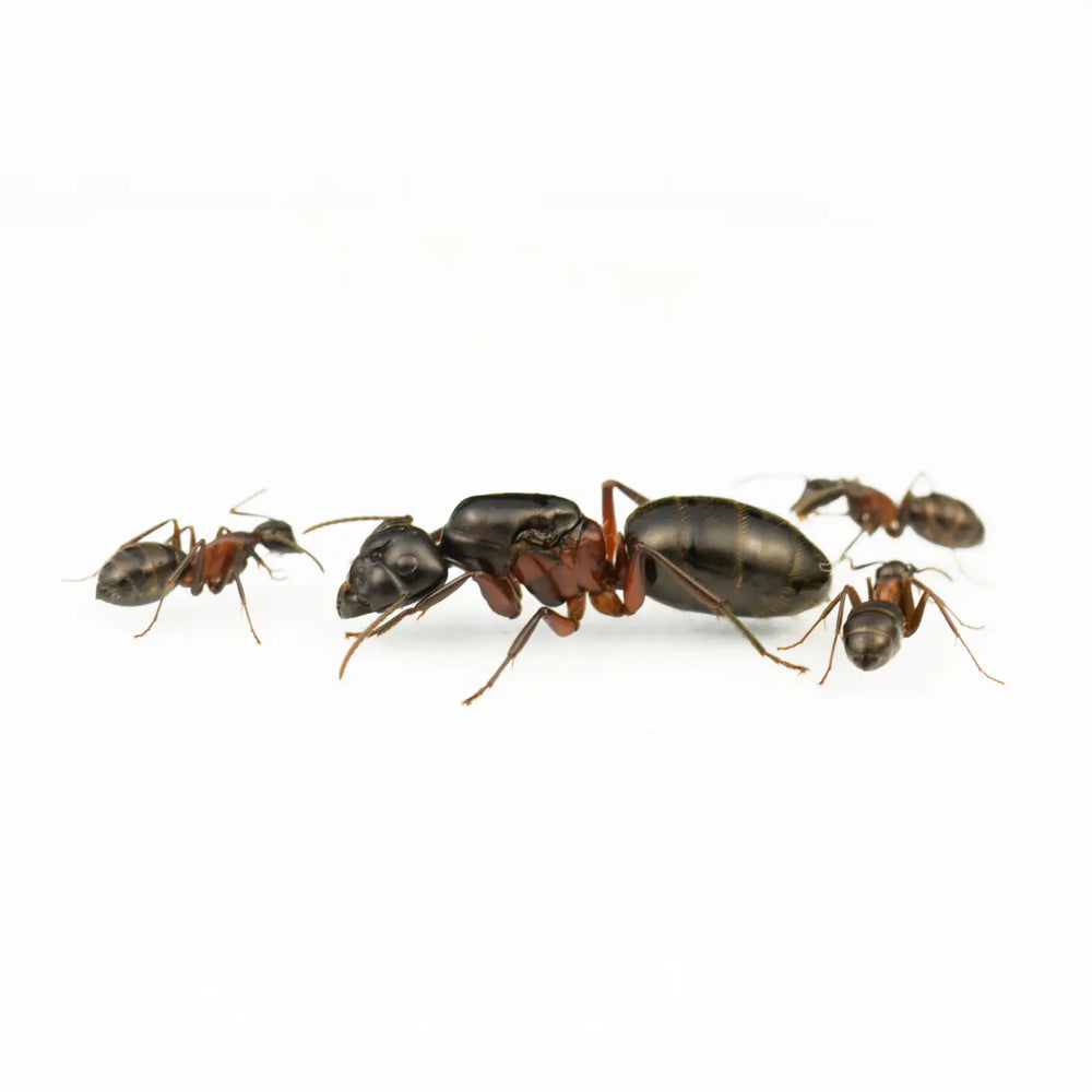 Camponotus herculeanus ants photographed on a white background