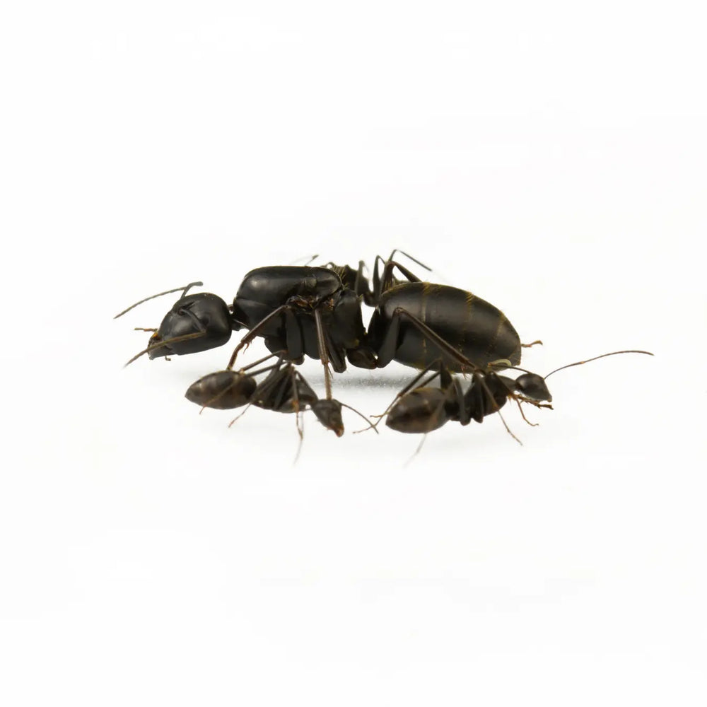 Camponotus japonicus ants photographed on a white background