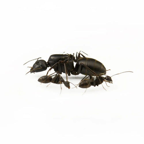 Camponotus japonicus ants photographed on a white background