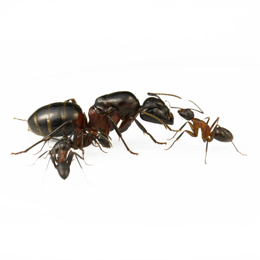 Camponotus ligniperda ants photographed on a white background