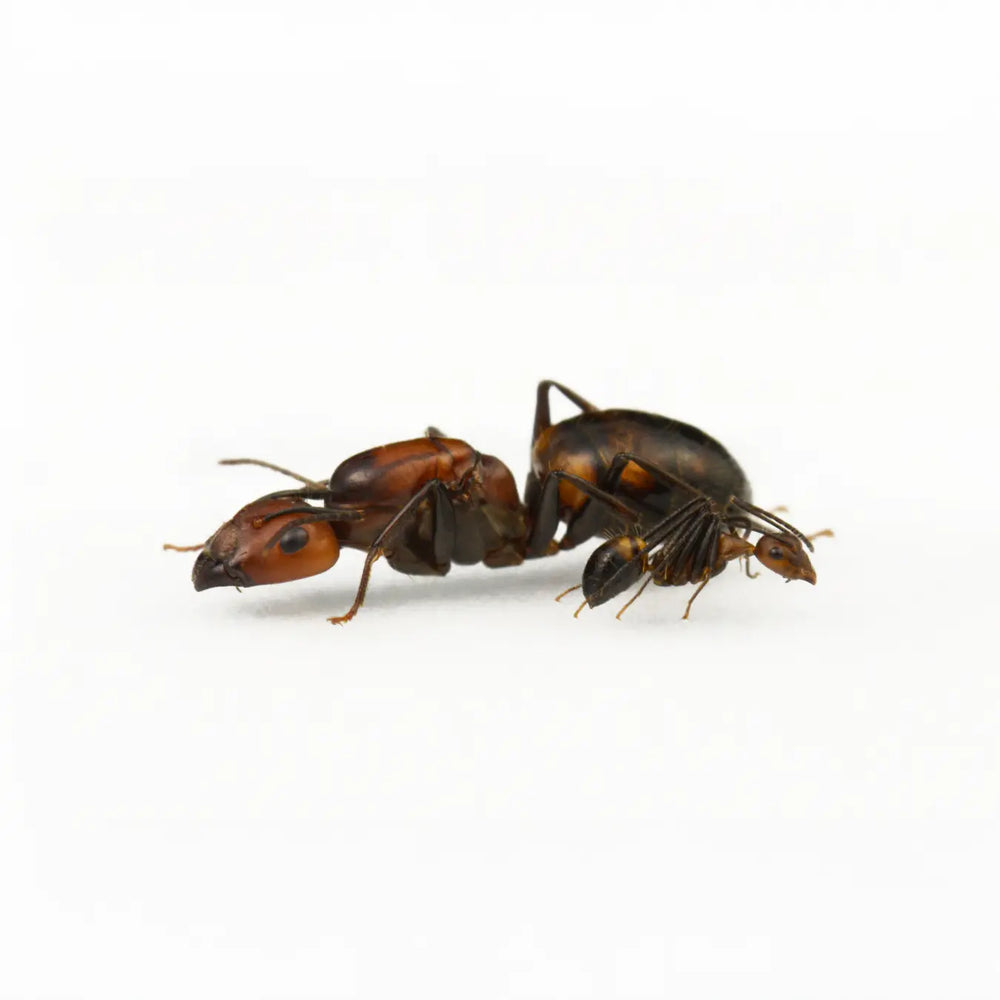 Camponotus nicobarensis ants photographed on a white background