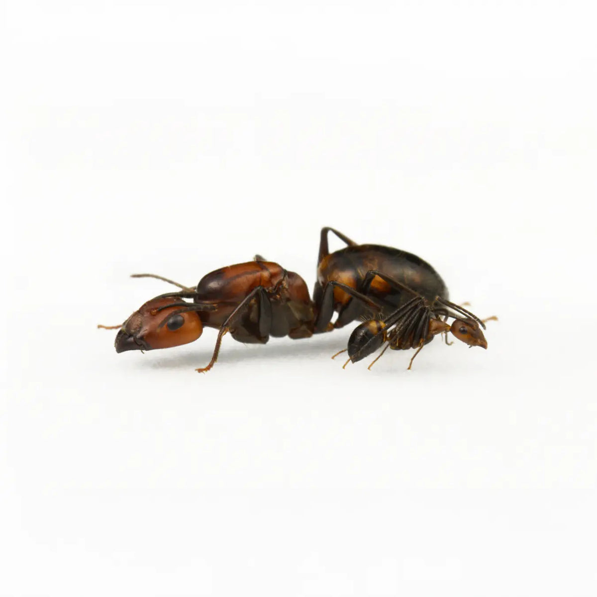 Camponotus nicobarensis ants photographed on a white background