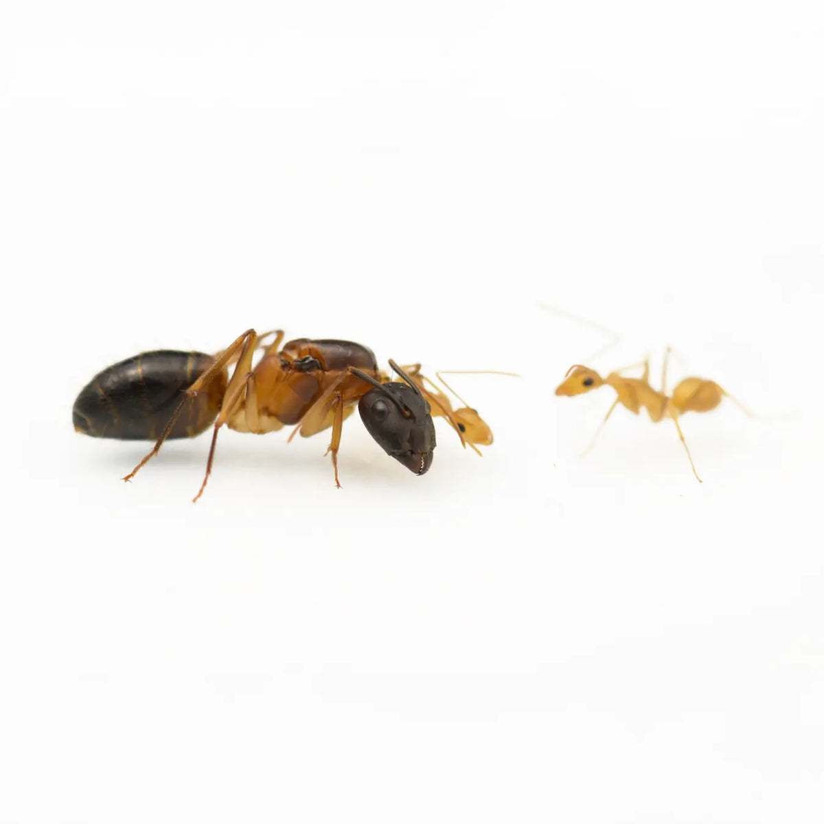 Camponotus pseudoirritans ants photographed on a white background