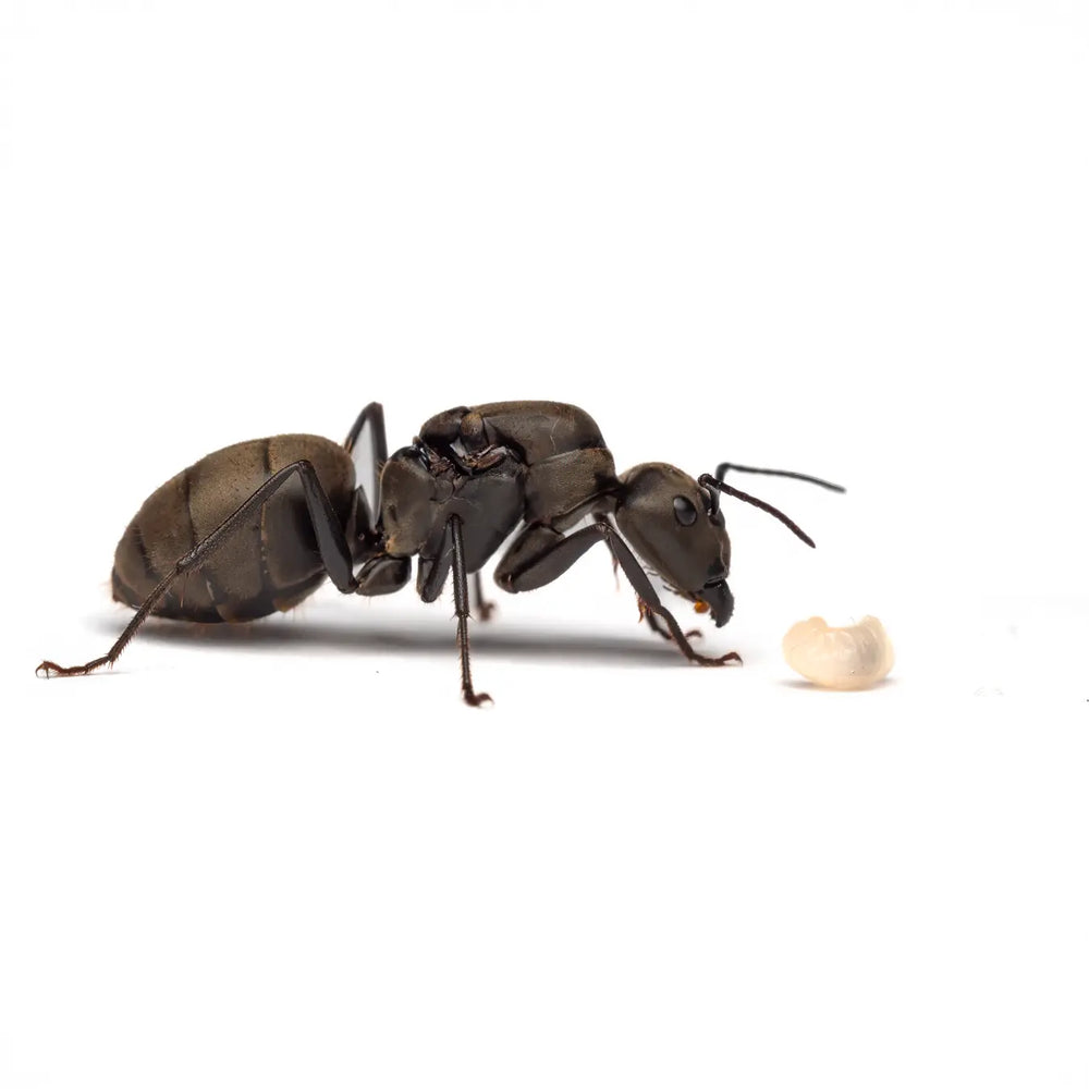 Camponotus pseudolendus ants photographed on a white background