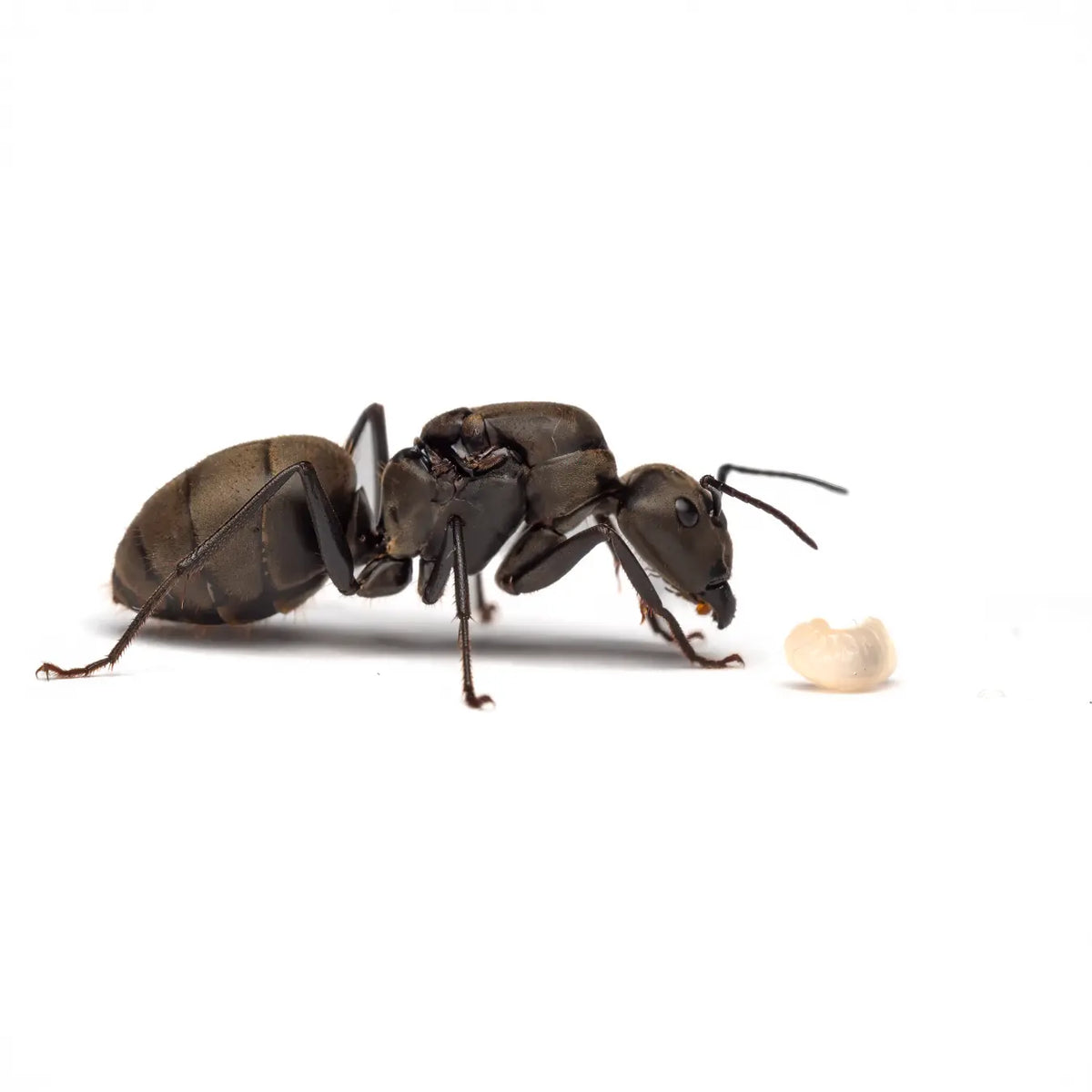 Camponotus pseudolendus ants photographed on a white background
