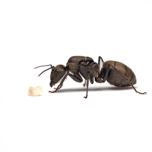 Camponotus pseudolendus ants photographed on a white background