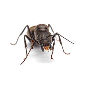 Camponotus pseudolendus ants photographed on a white background