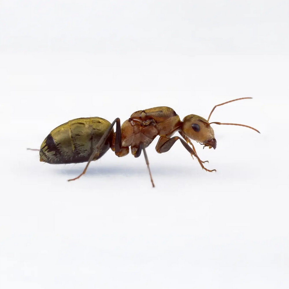 Camponotus rosariensis ants photographed on a white background