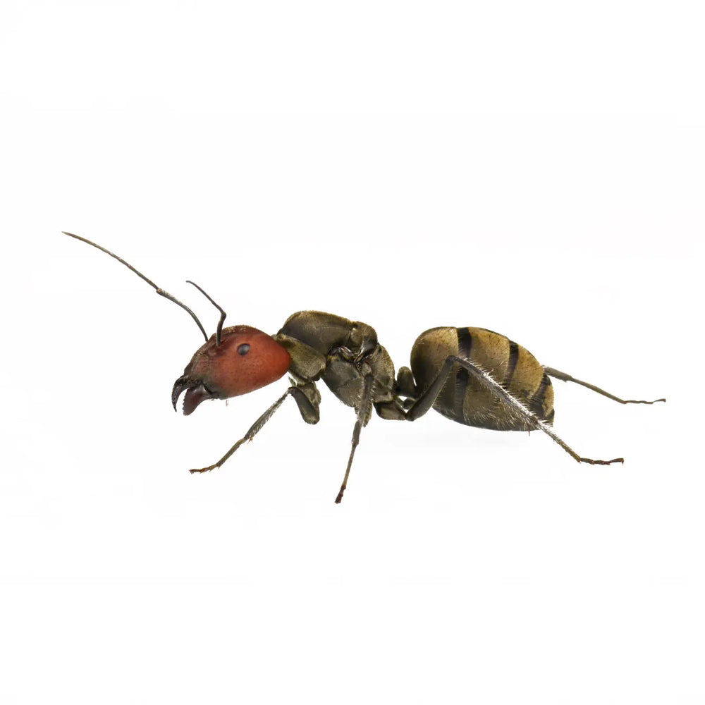 Camponotus singularis ants photographed on a white background