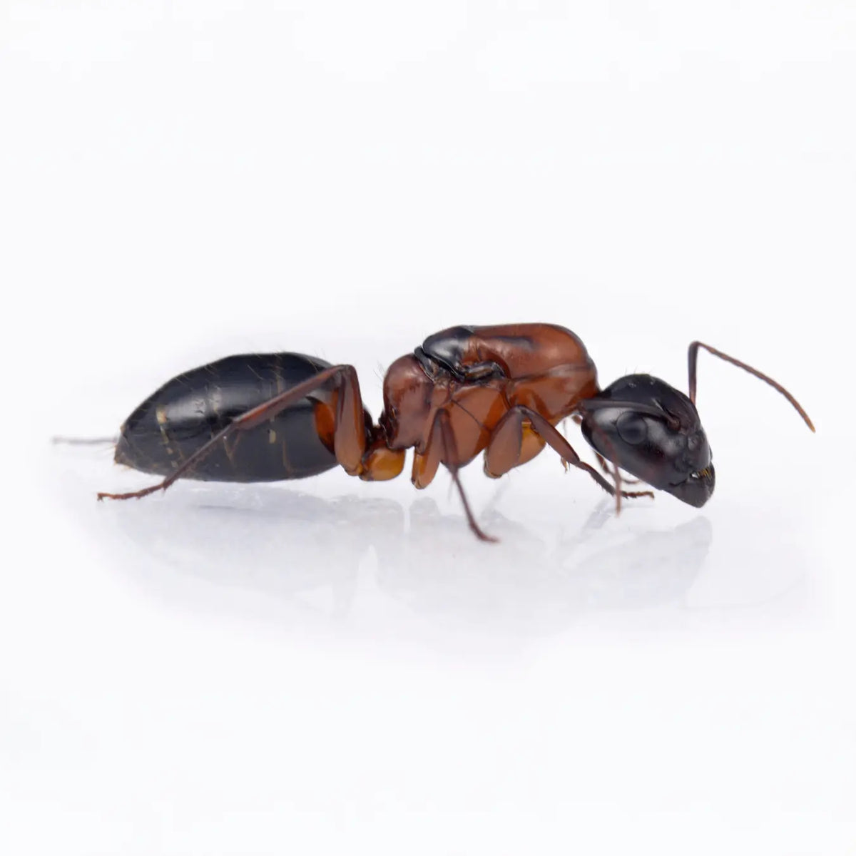Camponotus texanus ants and swollen workers in a colony