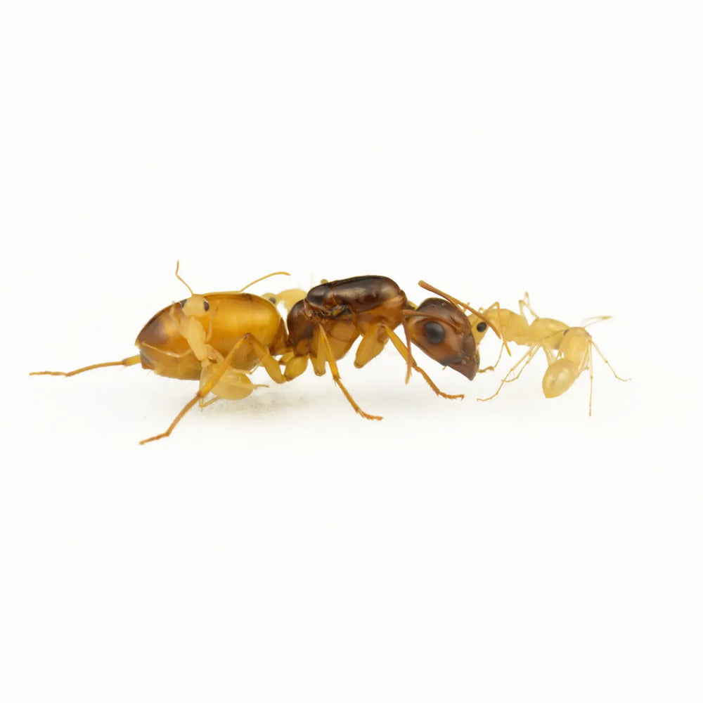 Camponotus turkestanus ants photographed on a white background