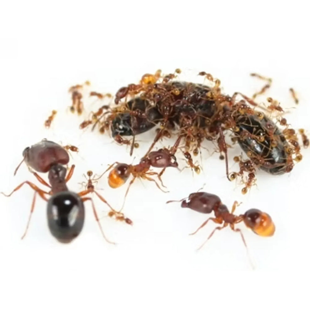 Carebara ants photographed on a white background