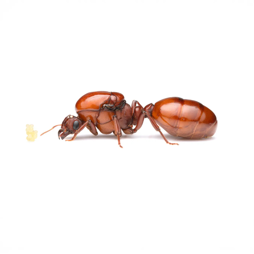 Carebara castanea queen ant photographed on a white background