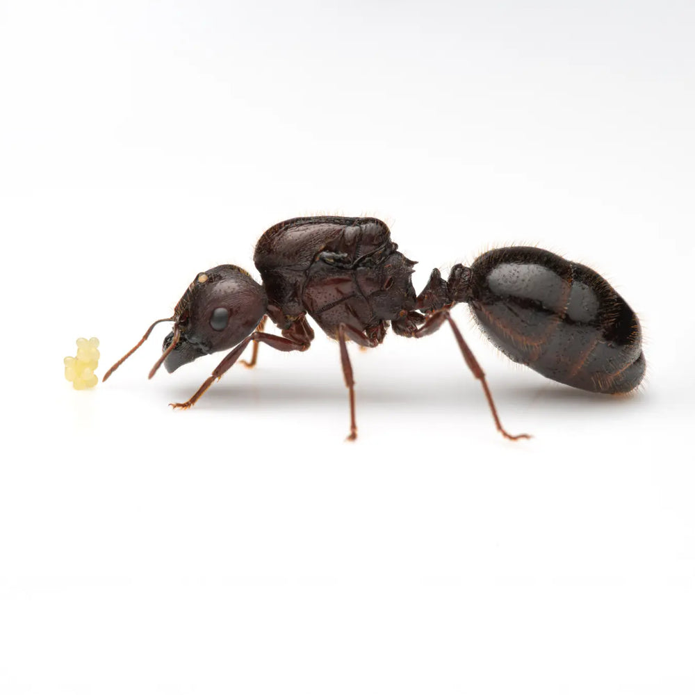 Carebara diversa queen ant photographed on a white background