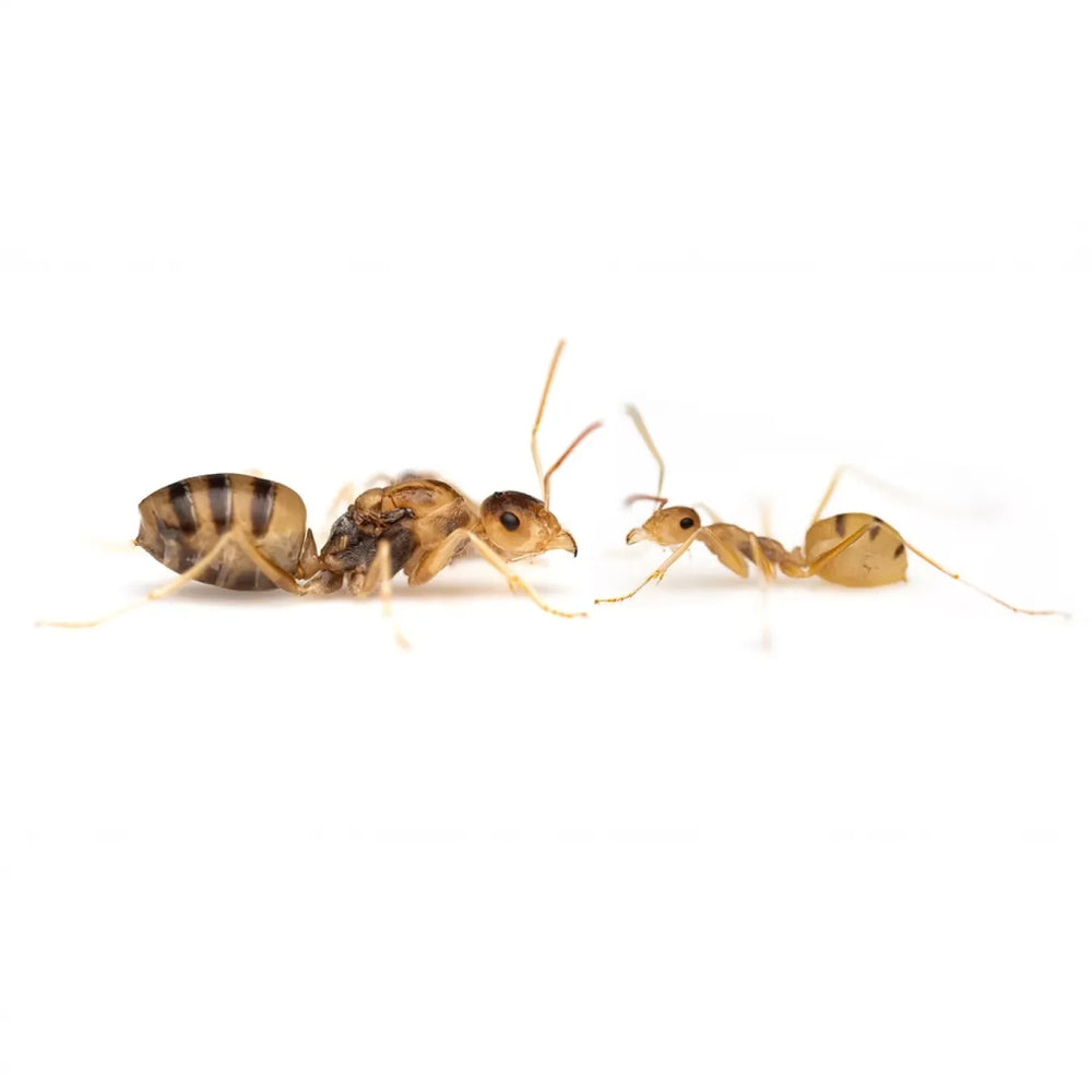 Cataglyphis ants photographed on a white background