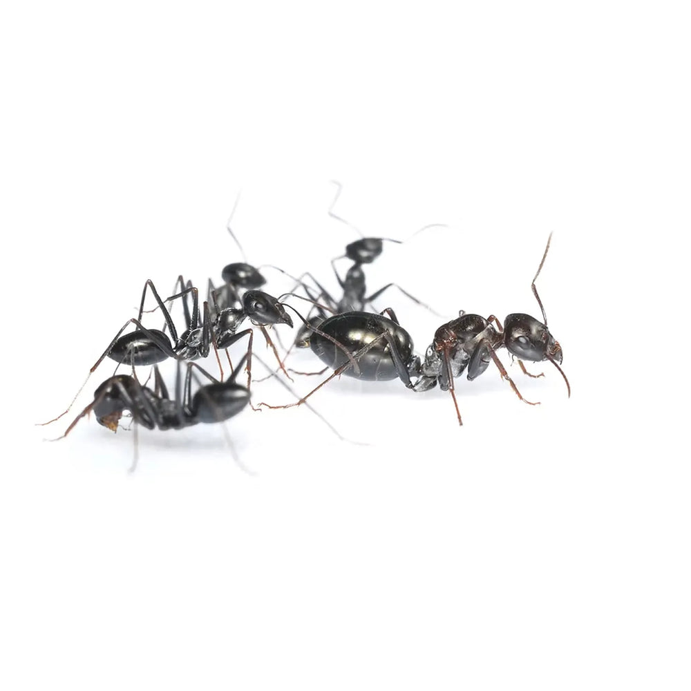 Cataglyphis iberica ants photographed on a white background
