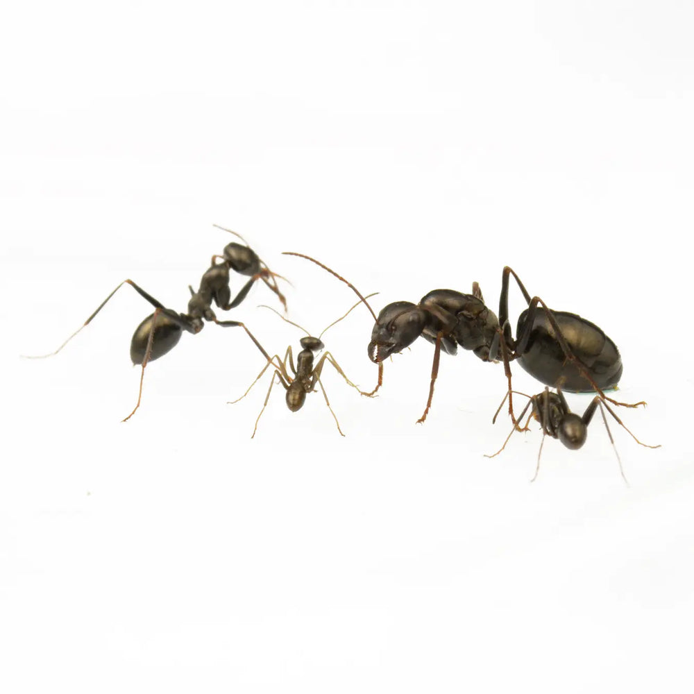 Cataglyphis aenescens ants photographed on a white background