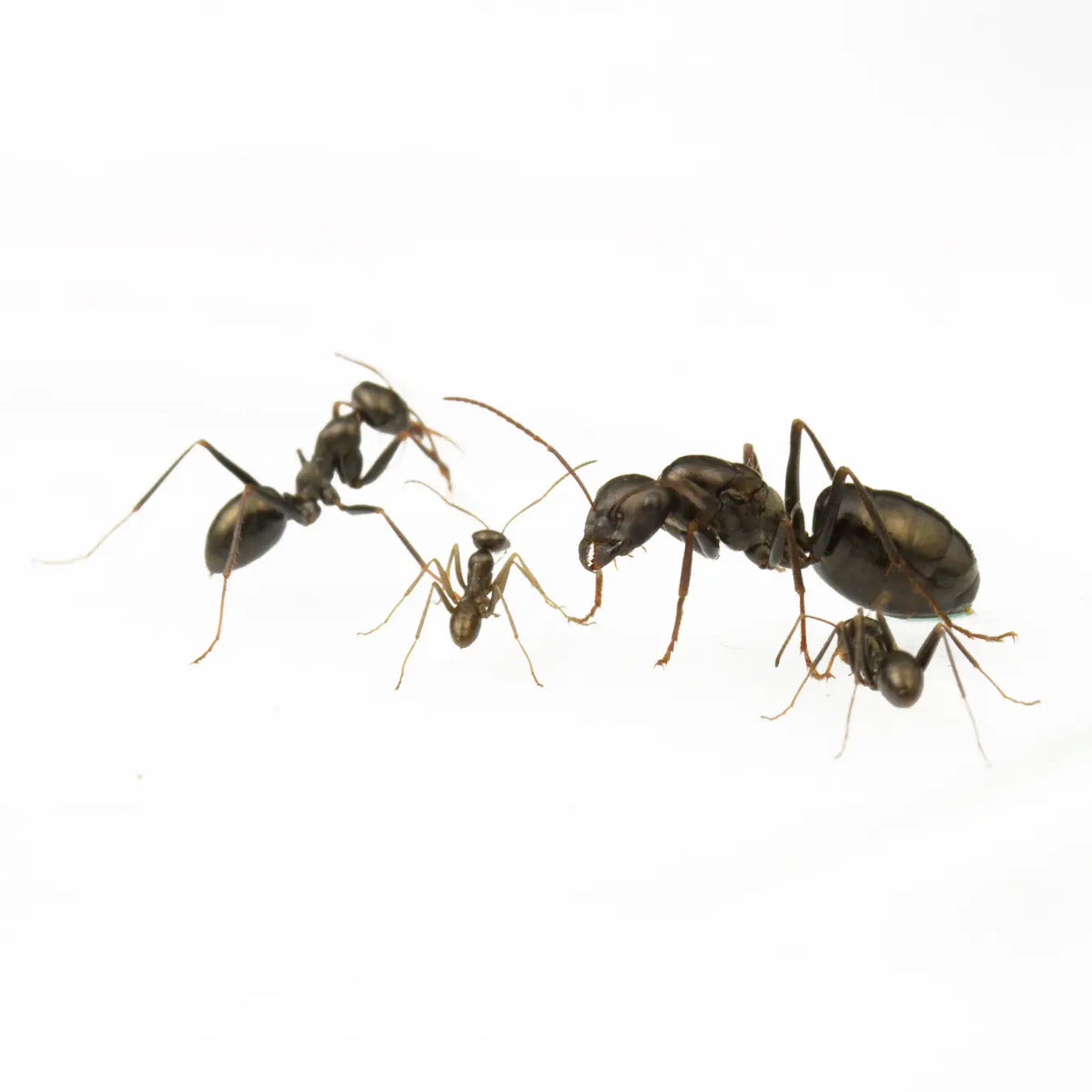 Cataglyphis aenescens ants photographed on a white background