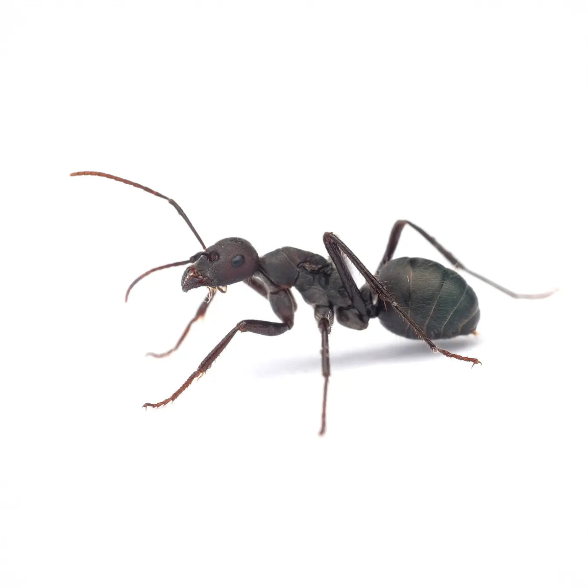 Cataglyphis hispanica ants photographed on a white background