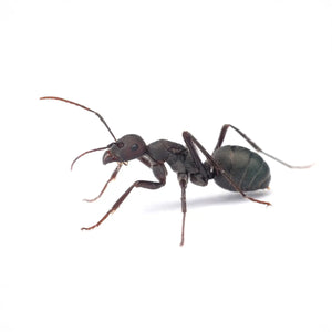 Cataglyphis hispanica ants photographed on a white background