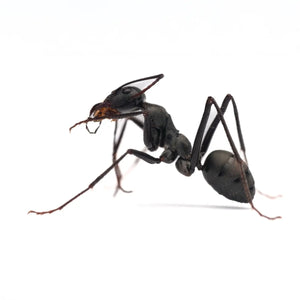 Cataglyphis hispanicaii ants photographed on a white background