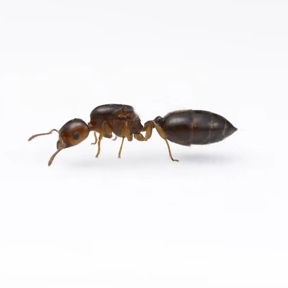 Crematogaster ants photographed on a white background