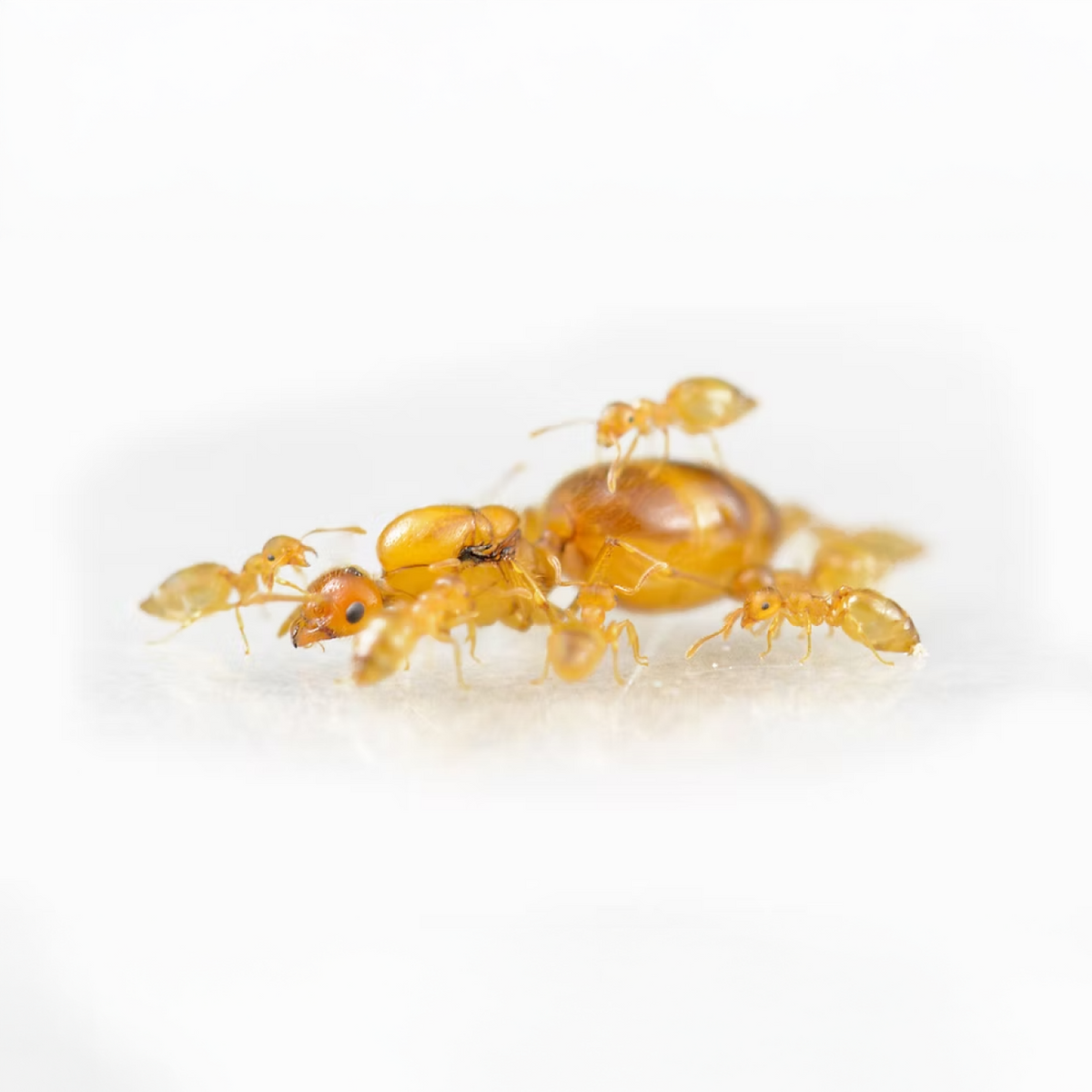 Crematogaster biroi ants photographed on a white background