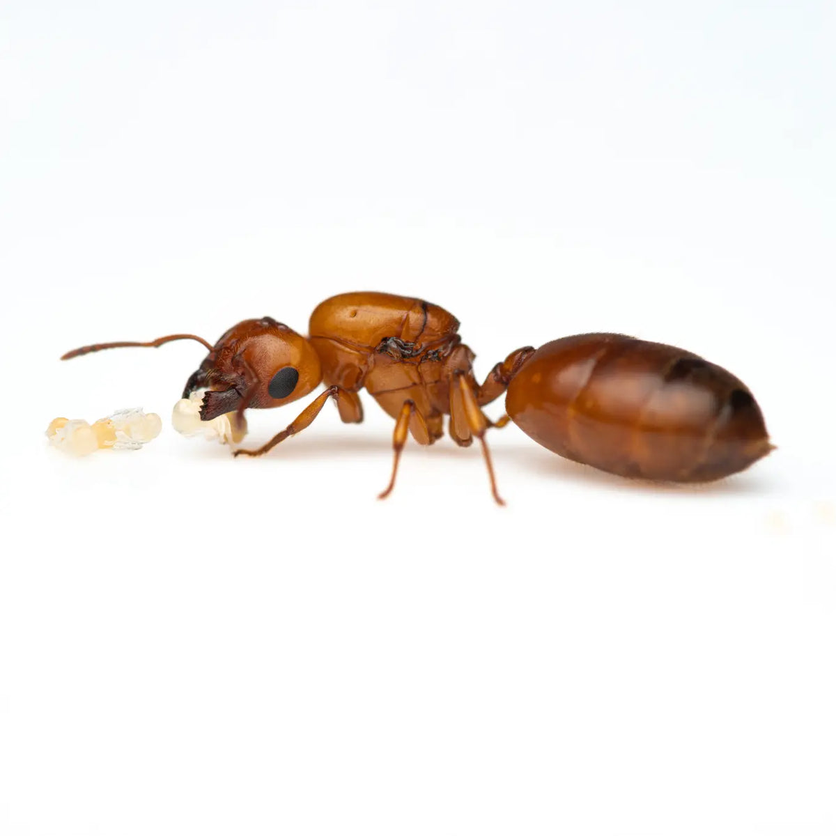 Crematogaster castanea queen ant photographed on a white background