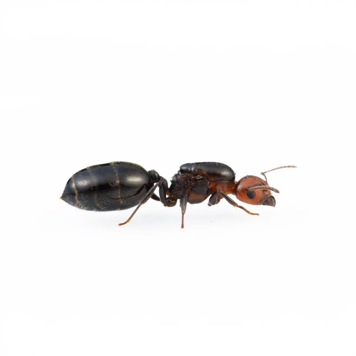 Crematogaster scutellaris ants photographed on a white background