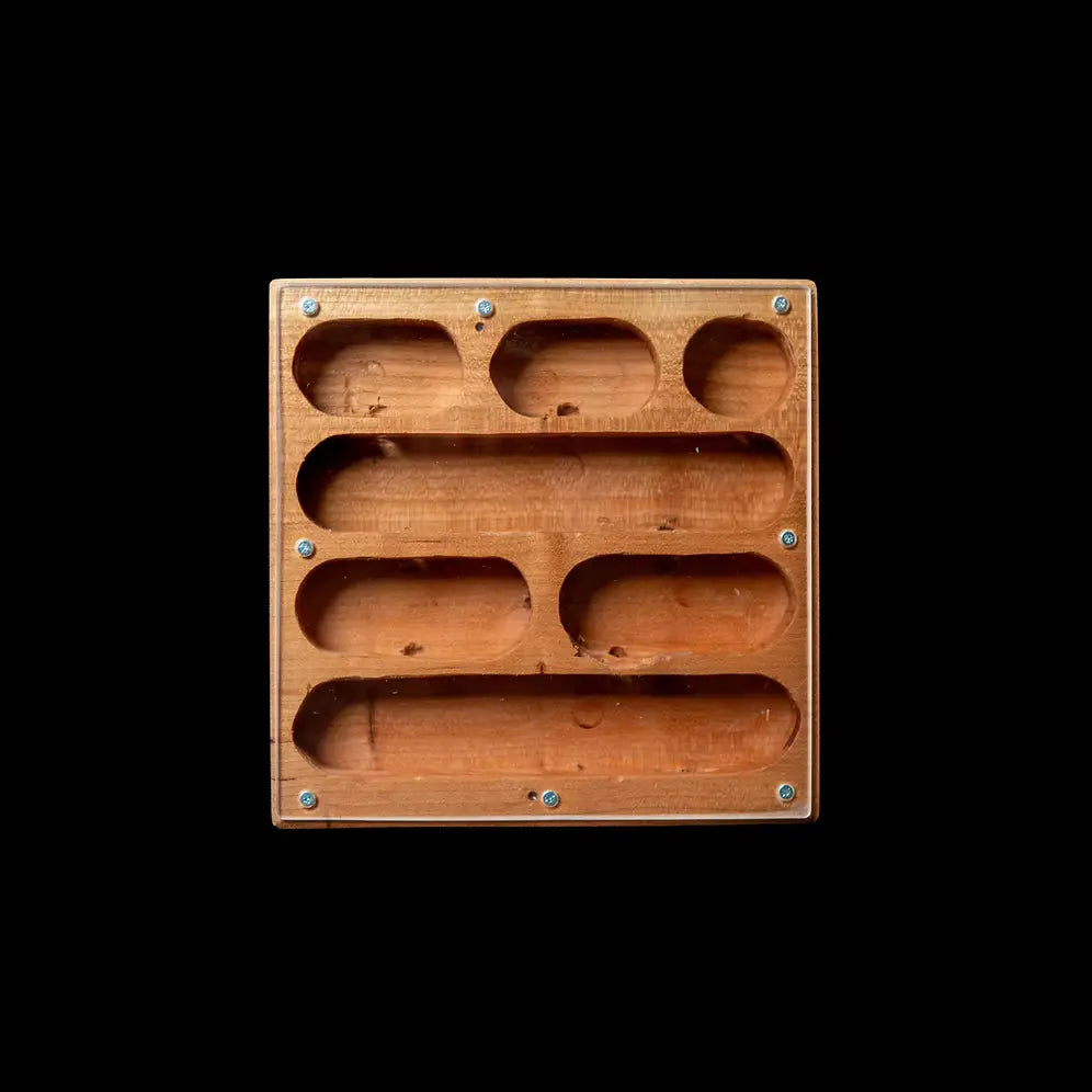 Large Dryad wooden ant nest with carved chambers