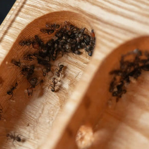 Small Dryad wooden ant nest with carved chambers