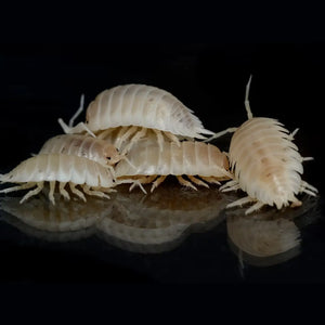 Dwarf grey isopods for an ant habitat clean-up crew