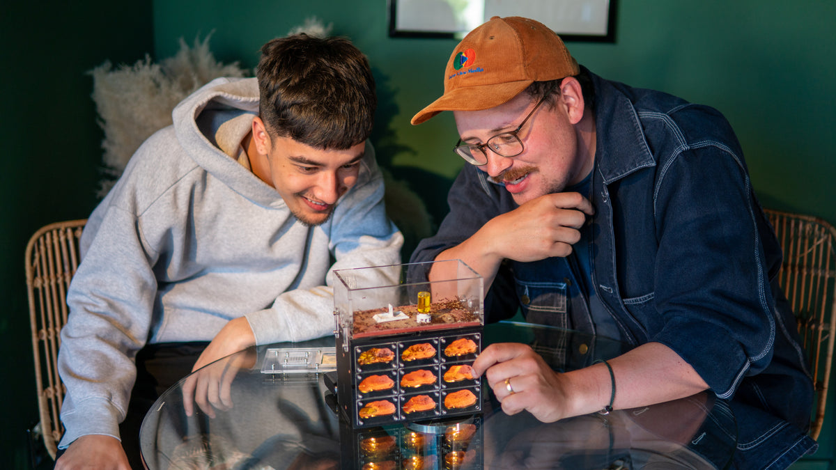 Two ant keepers examining an ant nest together