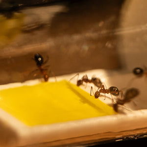 Ants feeding from a yellow insert inside a nest