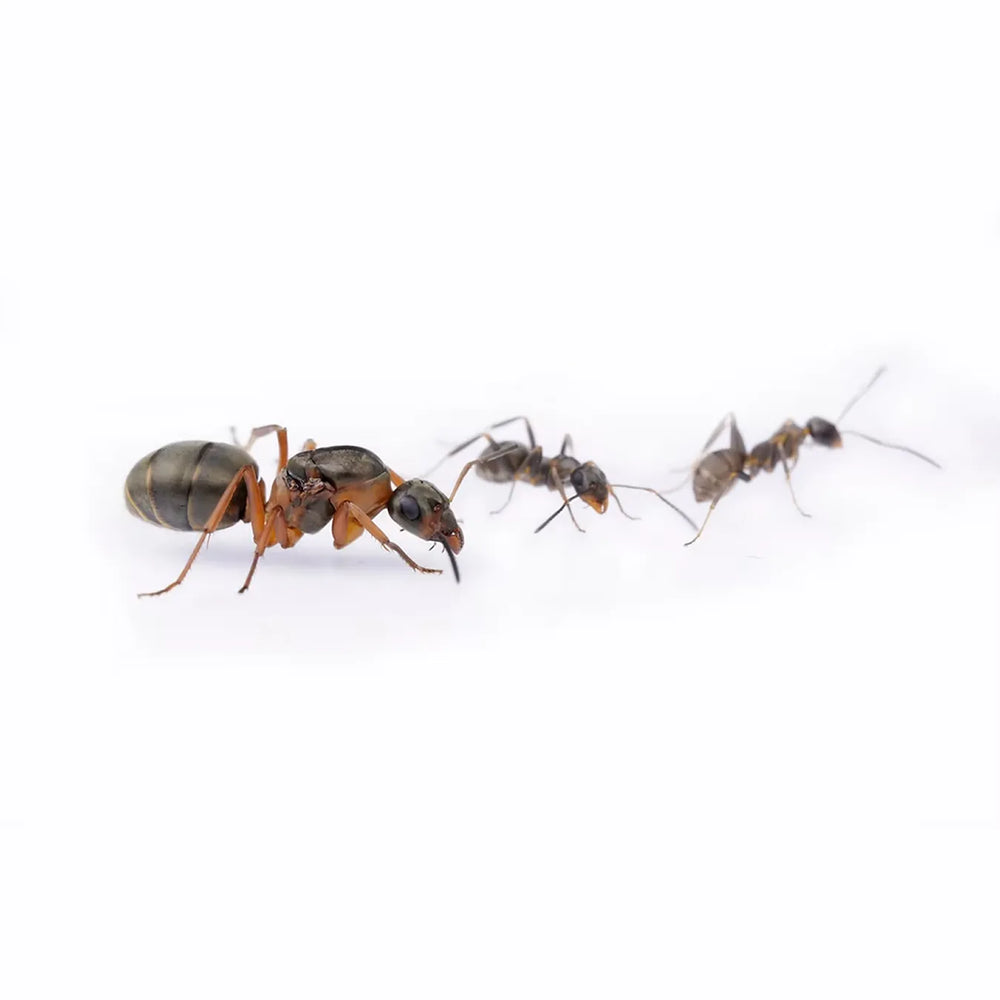 Formica clara ants photographed on a white background