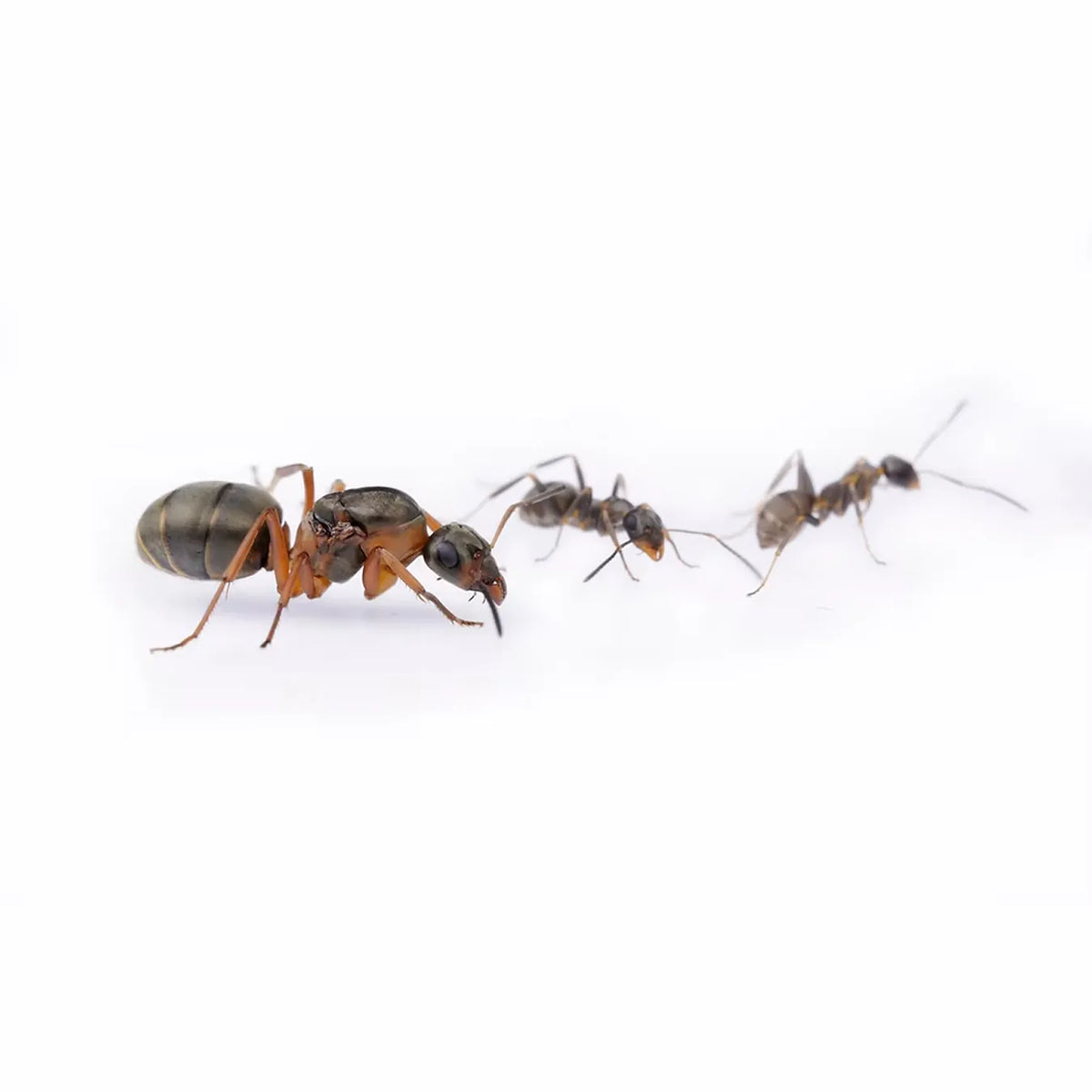 Formica clara ants photographed on a white background