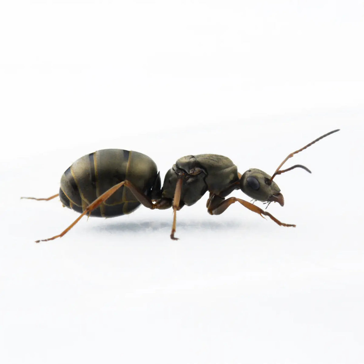 Formica cinerea ants photographed on a white background