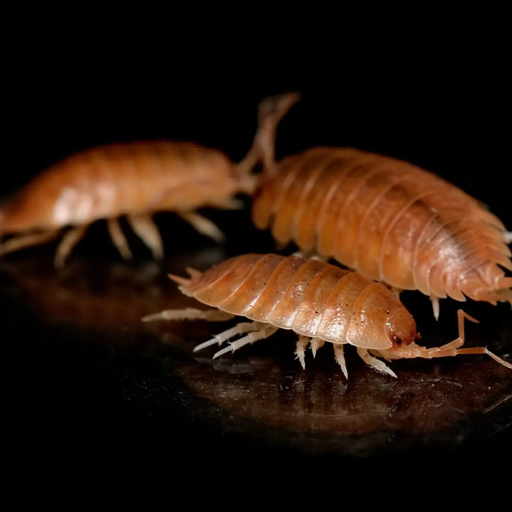 Giant orange isopods for an ant habitat clean-up crew
