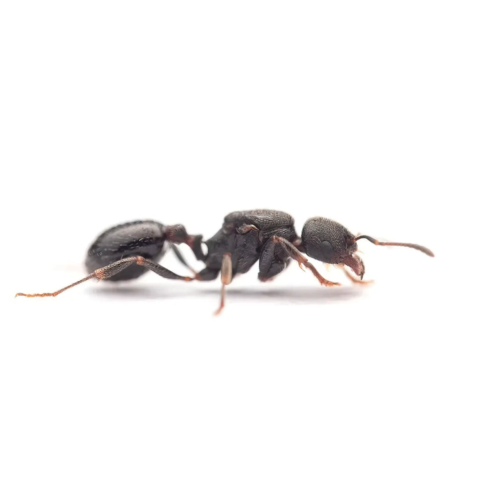 Goniomma hispanicum ants photographed on a white background