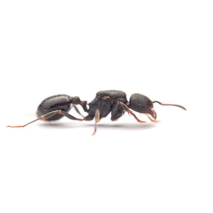Goniomma hispanicum ants photographed on a white background