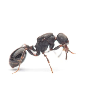 Goniomma hispanicum ants photographed on a white background