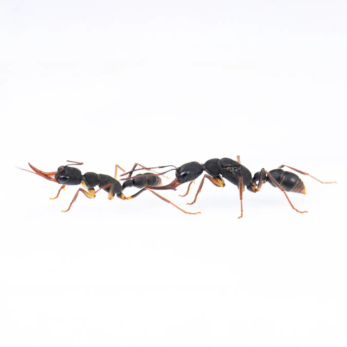 Harpegnathos venator ants photographed on a white background