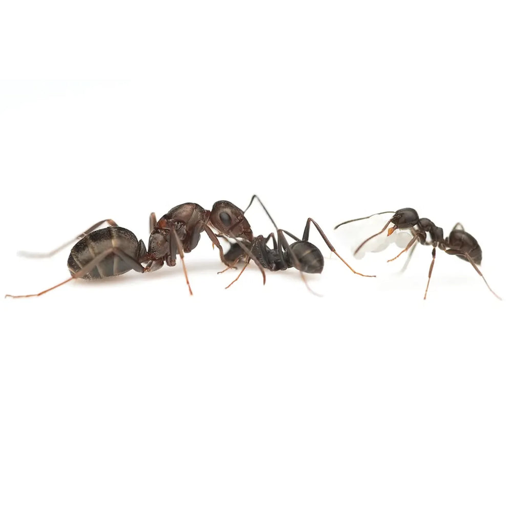 Iberoformica subrufa ants photographed on a white background