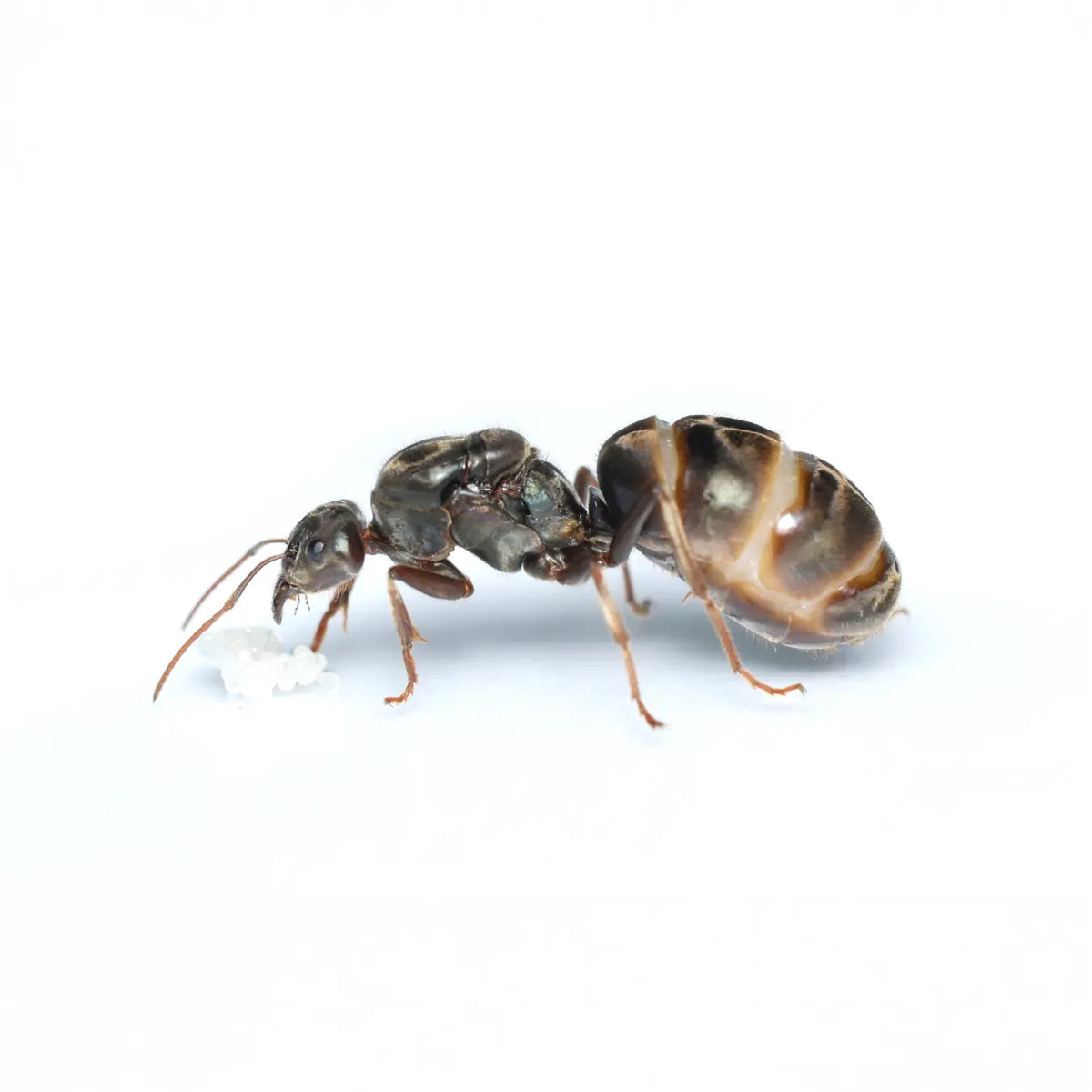 Iridomyrmex purpureus ants photographed on a white background